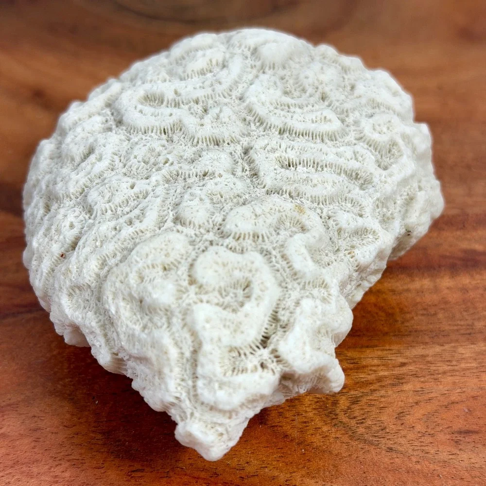 Fossilized Natural White Brain Coral Specimen Ocean Sea Life Coastal Decor 4.5‎